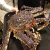 /product-detail/whole-part-and-red-king-crabs-50039668938.html