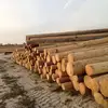 Ukraine Wood Logs/ PINE WOOD LOG FOR MAKING PALLET OR CONSTRUCTION