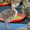 /product-detail/wholesale-ostrich-chicks-for-sale-red-and-black-neck-ostrich-for-sale-live-ostrich-birds-62006653545.html