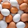 /product-detail/brown-and-white-farm-fresh-table-chicken-eggs-for-sale-worldwide-50040345921.html