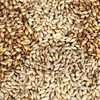 Sell Animals feed barley