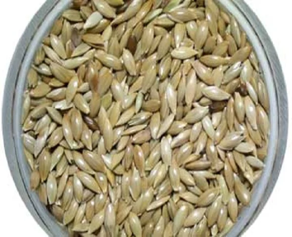 canary seed images