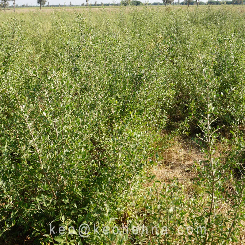 Henna Plant Powder