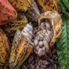 Cocoa raw cocoa and cacao liquor with chocolate recipe price
