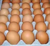SELL QUALITY FRESH CHICKEN EGGS WHITE AND BROWN WITH COMPETITIVE PRICES