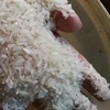 indian white rice 25% broken rice