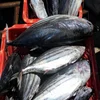 Best Deals sea frozen Big Eyes Yellow Fin Frozen Tuna Fish 10-20kg PC/ Tuna YellowFin / Big Eye Tuna