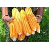 Yellow Corn/Maize For Animal Feed / 100% Yellow corn for animal feed and poultry feed for sale