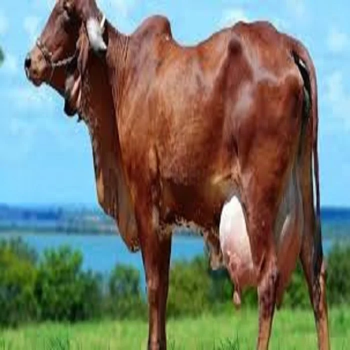 En vivo de alta calidad de las vacas lecheras/embarazada Holstein novillas/100% de sangre Boer en venta