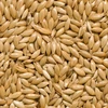 /product-detail/canary-seed-feed-grade-for-sale-50039141403.html
