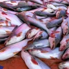 /product-detail/pangasius-basa-for-sale-62006429823.html