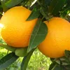 /product-detail/fresh-oranges-valencia-and-navel-oranges-50038150436.html