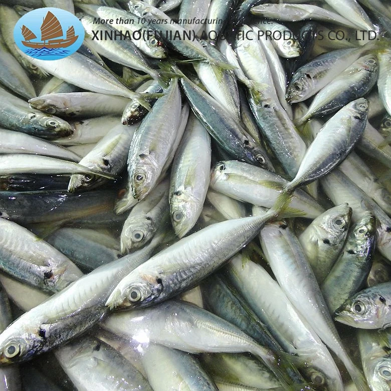 New catch high quality whole round frozen horse mackerel carapau for sale