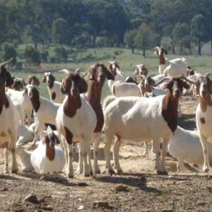 angora goat for sale