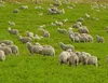 Australian Lamb - premium grass-fed lamb frozen or chilled