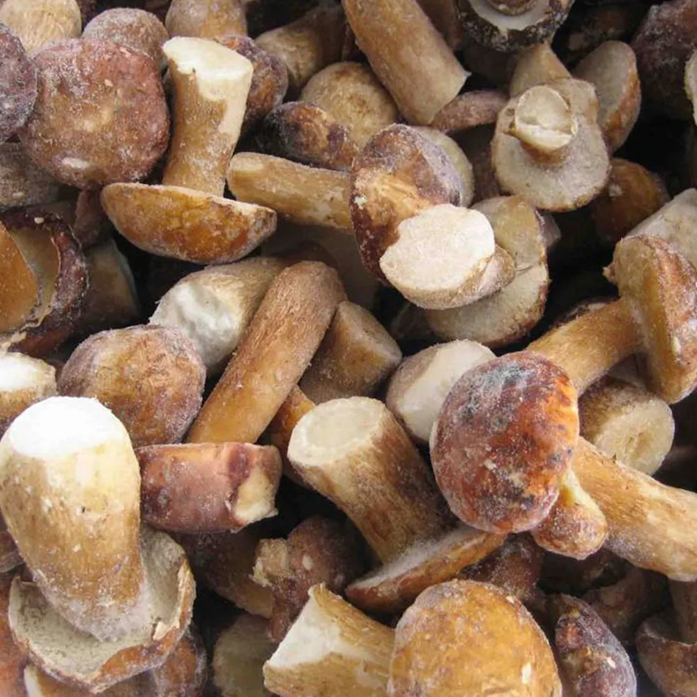Boletus mushrooms