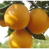 Vietnam best taste oranges fresh with high quality