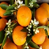Best Price Fresh Honey Oranges Exporter