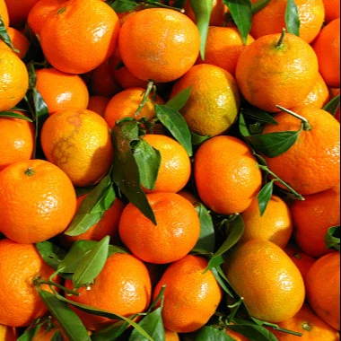 فاكهة البرتقال الماندرين الطازجة/الجير العضوي