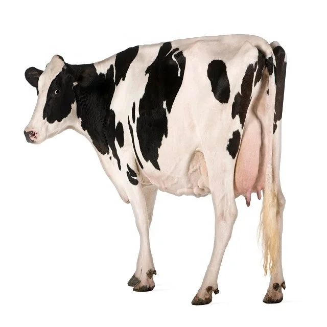 Saludable Holstein novillas/vaca embarazada saludable ganado Jersey para la venta