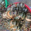 Fresh maine lobster/Live maine lobster/American Lobsters