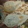 Semi Husked Coconuts From India