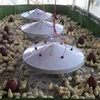 /product-detail/broiler-hatching-eggs-cobb-500-and-ross-308-chicken-ross-broiler-chicken-eggs-for-sale-50038875447.html