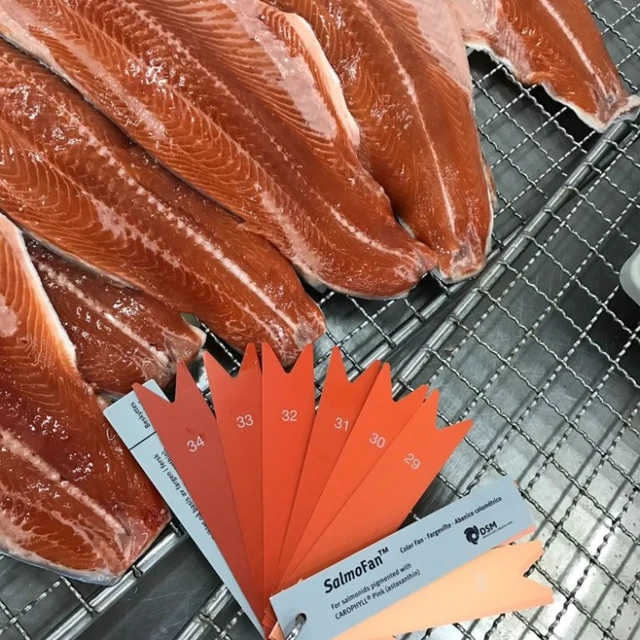 salmon trout