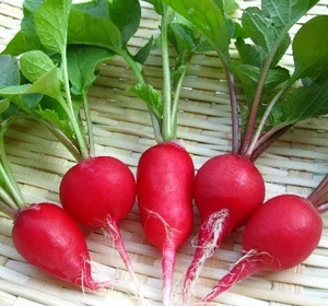 red radish