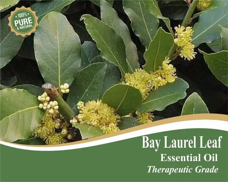 sheer essence indian best supplier bay laurel leaf oil