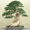 /product-detail/bonsai-50045307161.html