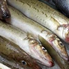 Frozen Whiting King George/Pouch/Sand/School for sale