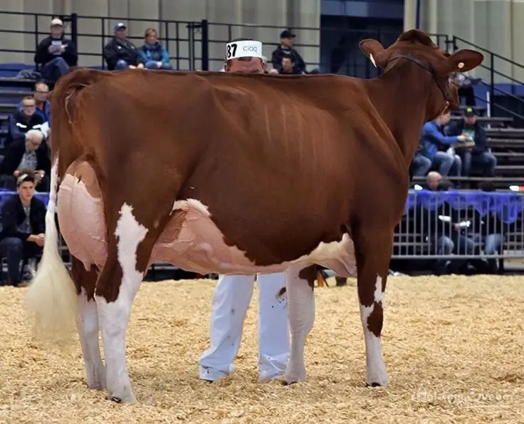 50 LITTERS CAPACITY PRODUCING FRIESIAN HOLSTEINS