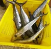 Gutted IQF Frozen Spanish Mackerel Scaled For EU Market Scomberomorus commerson