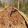 Discount Price Pine and spruce wood sawdust Wood shaving/wood chips