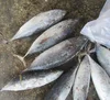 Bonito Fish,Mackerel Fish , Grouper Fish, Tuna Fish for sale