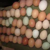/product-detail/farm-fresh-chicken-table-eggs-brown-and-white-shell-chicken-eggs--62006545537.html