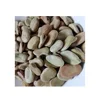 New crop bluk dry fava broad beans....