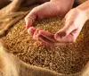 High Quality Wholesale Russian Grain Wheat