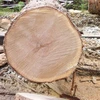 Beech Wood Logs / Sandal Wood / Ash Wood