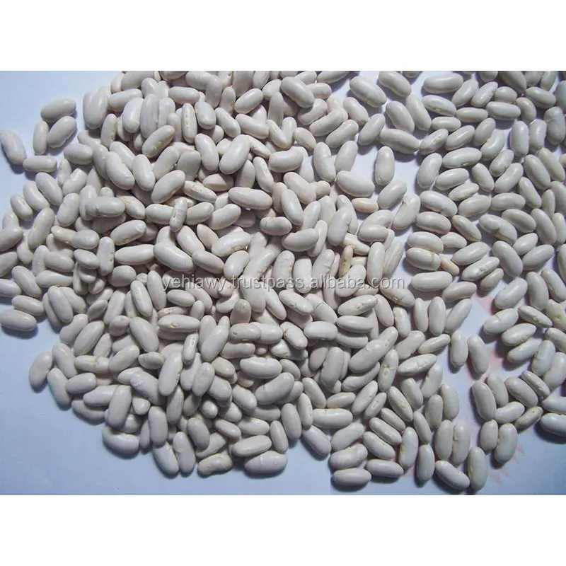Good Quality and Best Factory Direct Egyptian White Kidney Beans Price for Sale