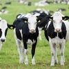 Healthy Live Dairy Cows for sale