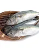 Horse Mackerel, Salmon, Ribbon Fish ,Eel, Sea Bass Globefish & Tuna Fish