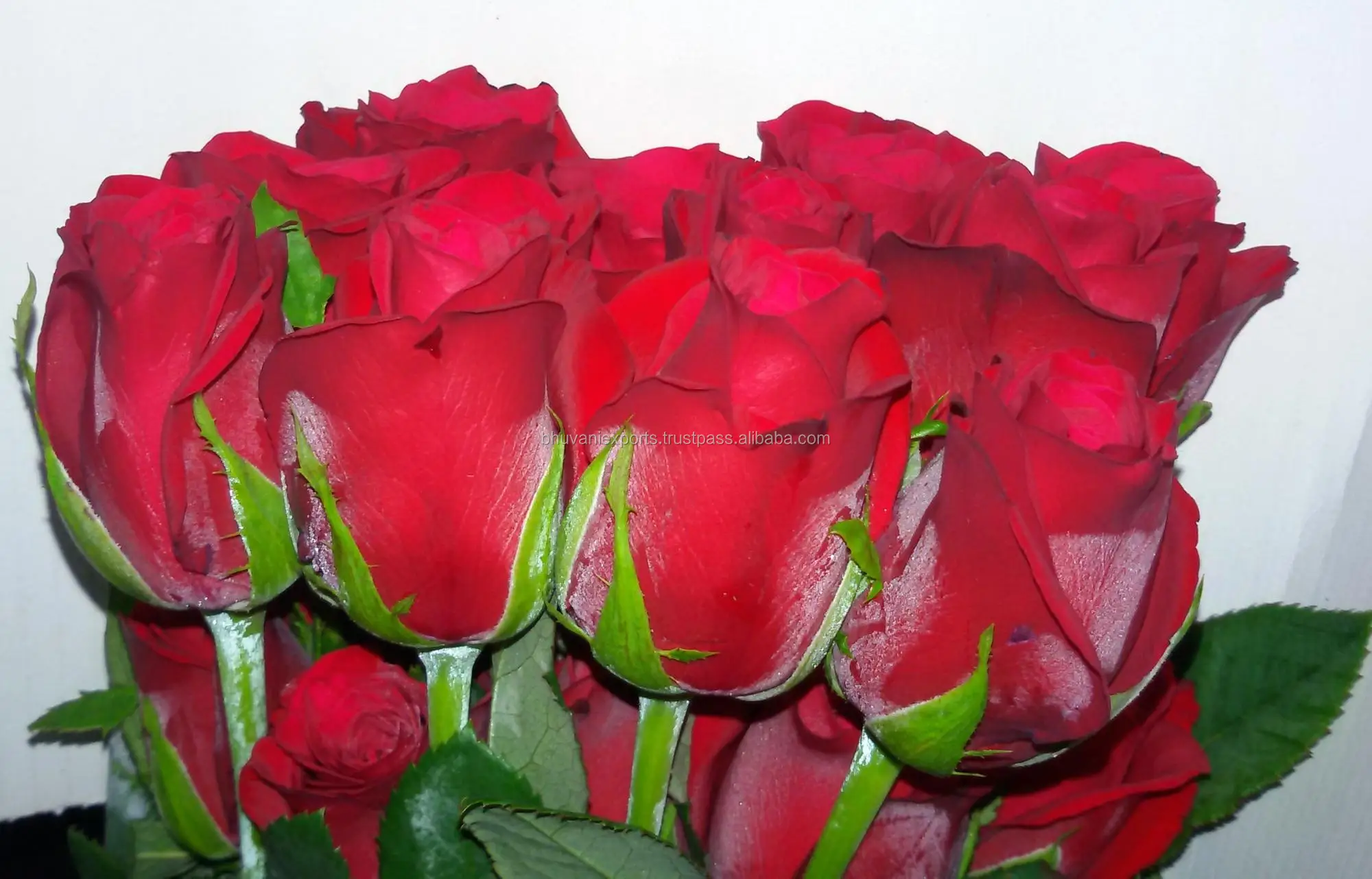 Tajmahal Indian Roses/Valentine Red Roses/Fresh Cut Flowers!, View