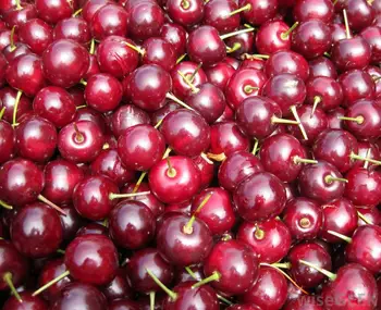 fresh sweet cherry / fresh cherry fruit /red cherry