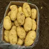 /product-detail/hot-sale-fresh-yellow-potatoes-holland-potato-50043194082.html