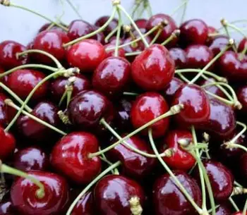 fresh dark red cherries/fresh cherries fruits good prices