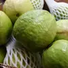 Quality Fresh Guava Now Available on 30% Discount Sale Ready for Export