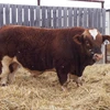 /product-detail/live-simmental-bulls-cattle-50039171616.html