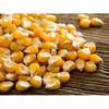 Yellow corn/maize for animal feed grade